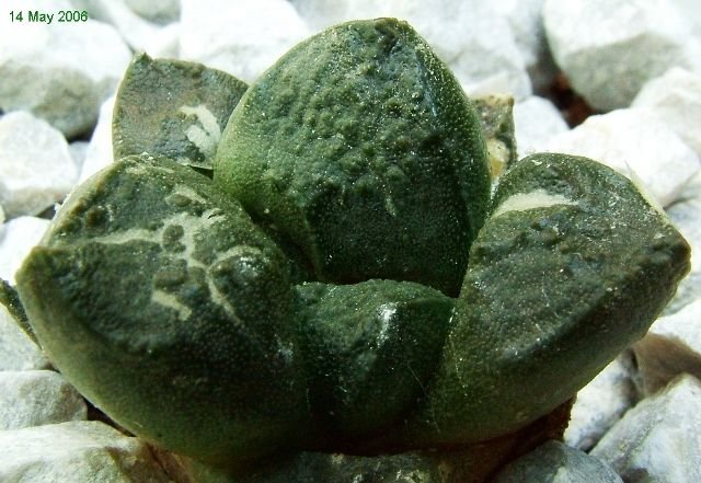 Ariocarpus _fissuratus _SB413 _03